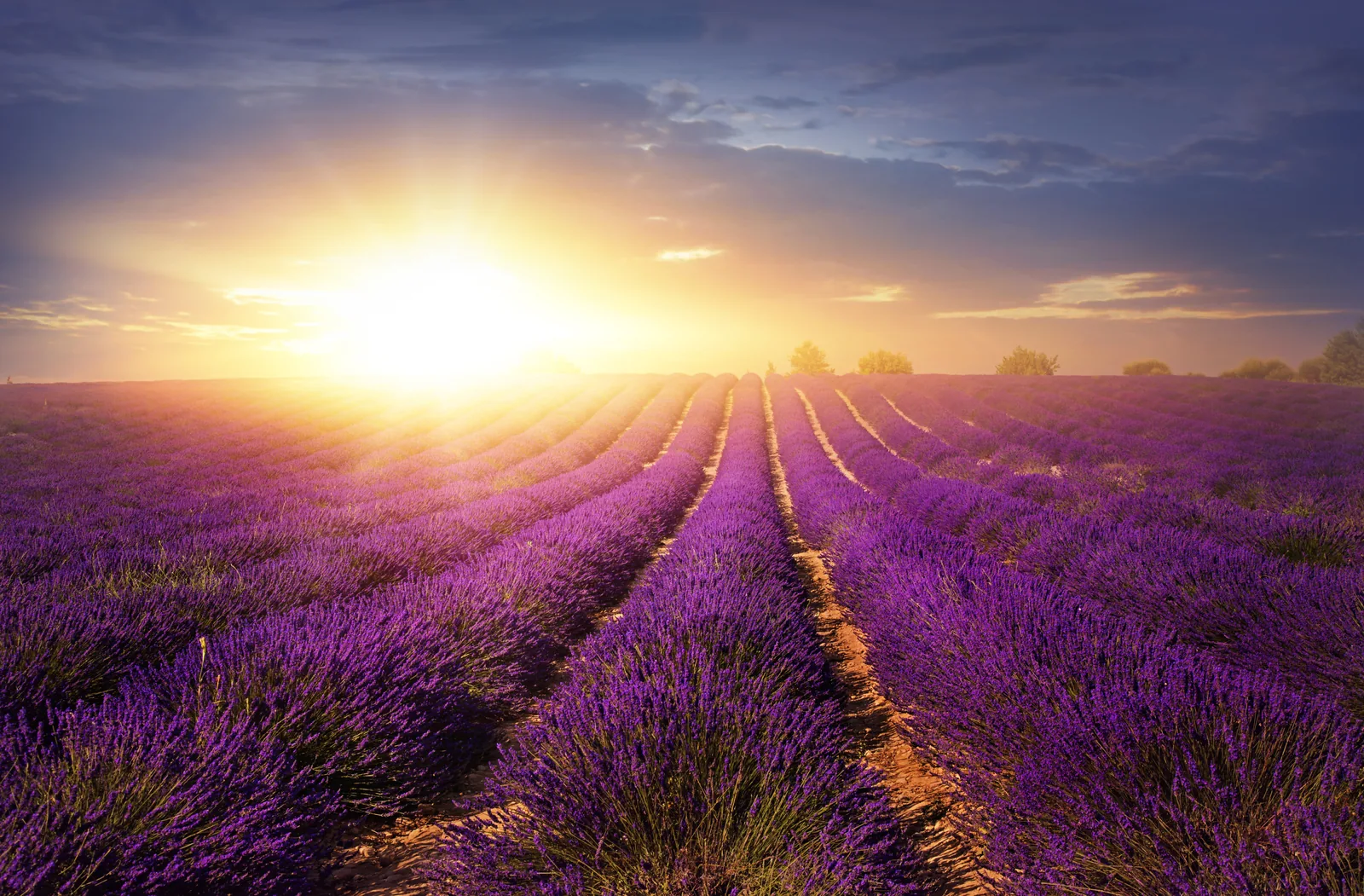 Campo de lavanda que representa una experiencia olfativa de marca